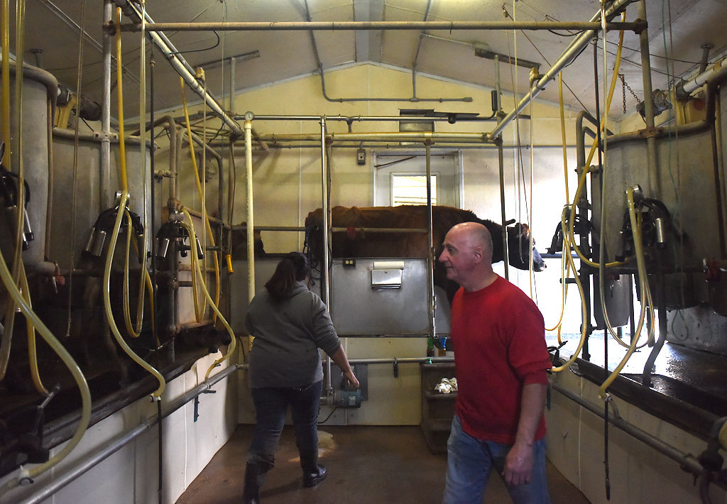 Ninth-grader Laura Thorn and Mark Robinson escort cows out of the barn